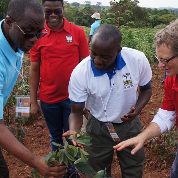 Joseph Onyeka，Chiedozie Egesi，Robert Kawuki和Jean-Luc Jannink检查了乌干达领域的新木薯品种