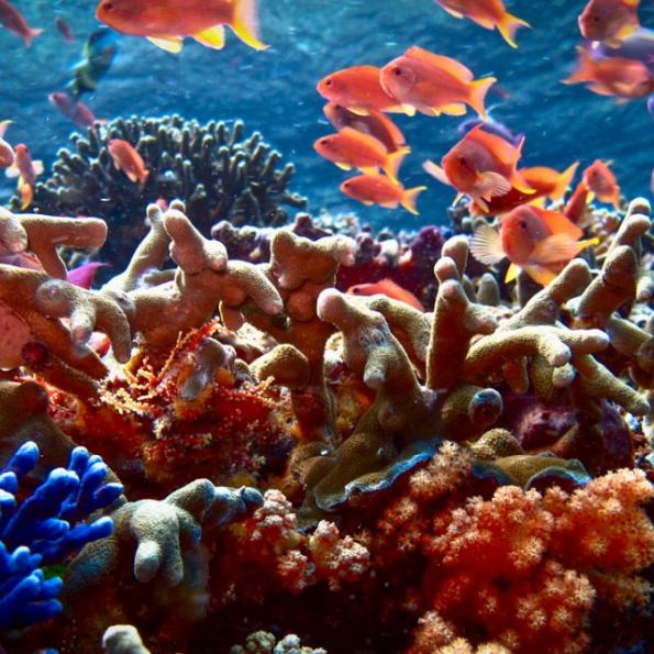 各种各样的橙色，紫色和蓝色的珊瑚和金色的鱼游泳在他们周围的海洋