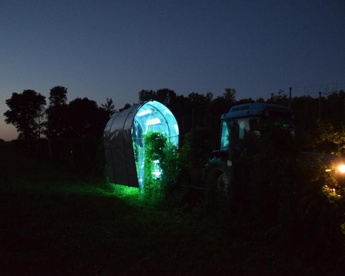 在康奈尔Agritech研究领域,夜间使用紫外线轻型技术在康奈尔Agritech研究领域抑制葡萄园的粉末状霉菌