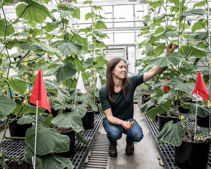 Lauren Brzozowski检查黄瓜植物