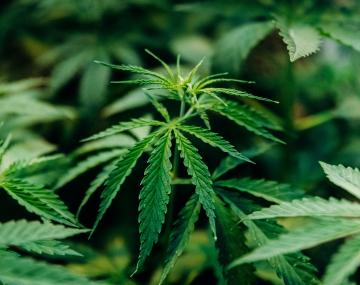 生长在温室实验中的工业大麻植物