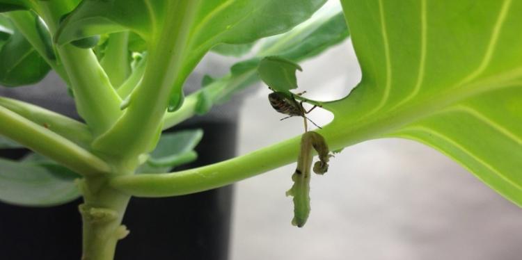 关闭吃在圆白菜植物的圆白菜蛹幼虫的臭虫