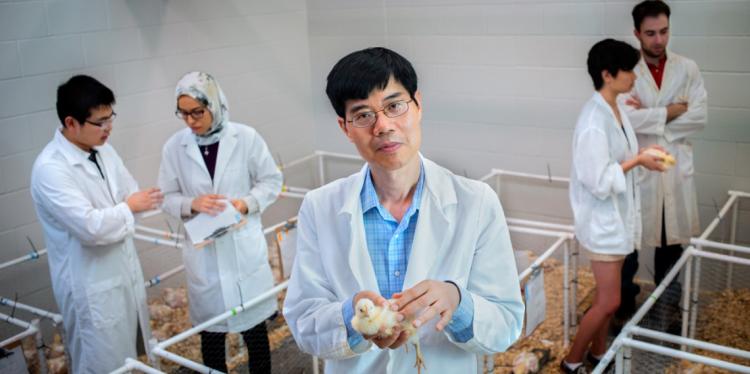 站立在包含鸡钢笔的一个房间的亚裔男性有在他后的男性和女性实验室工作者的