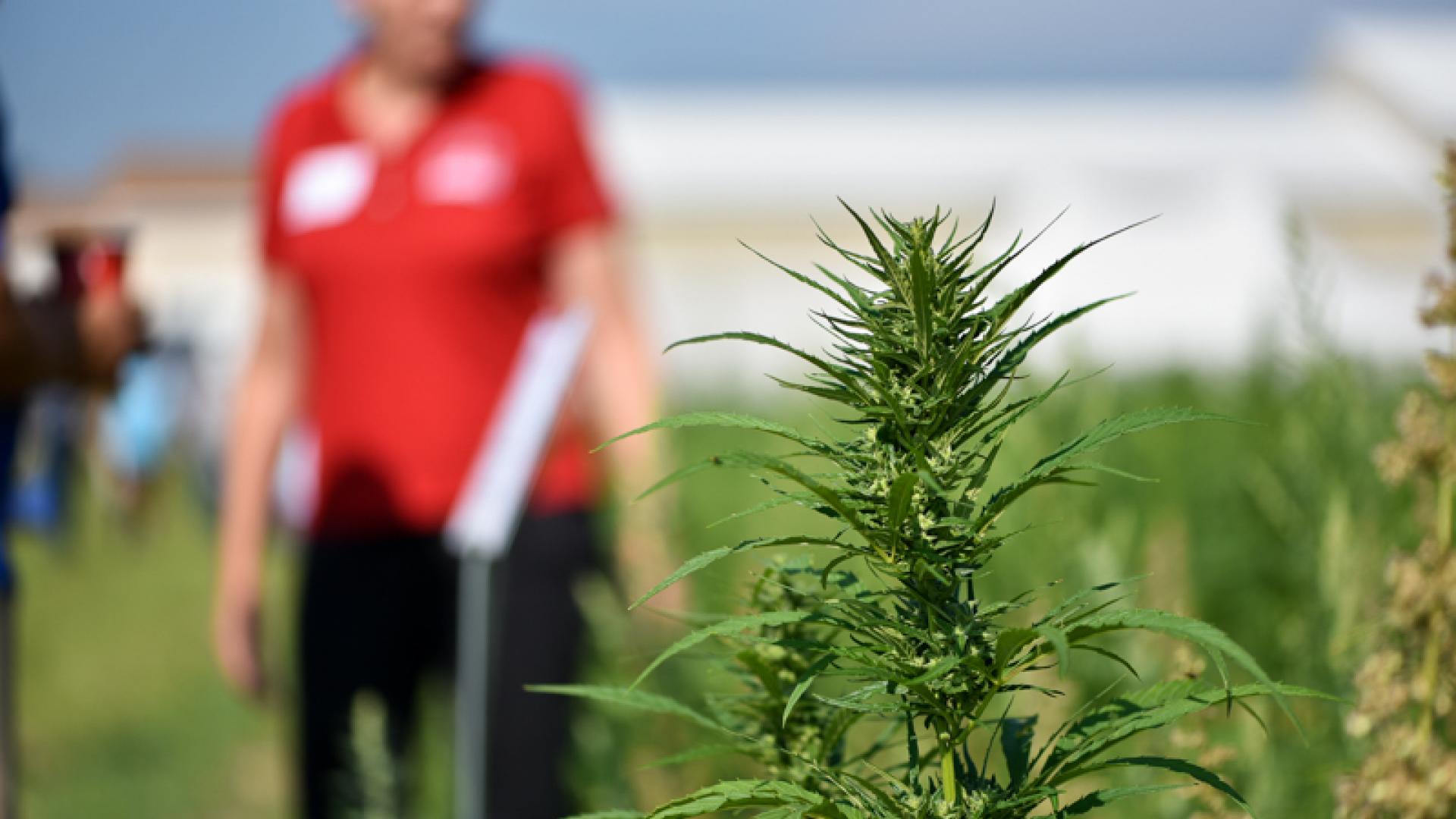 在领域的大麻植物