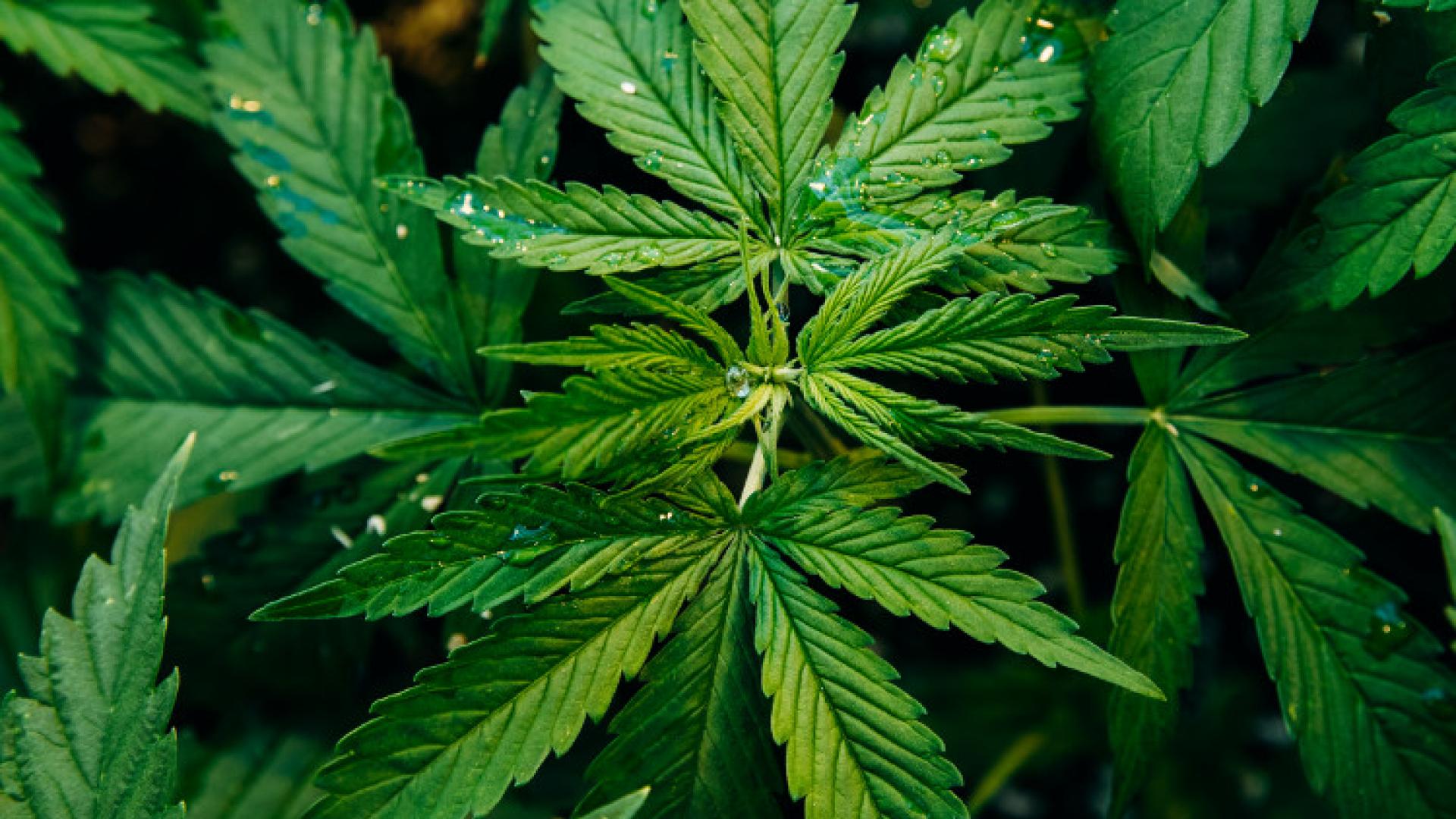有窄绿叶的大麻植物