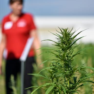 大田大麻植物