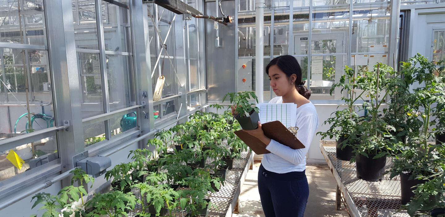 学生在温室中检查植物
