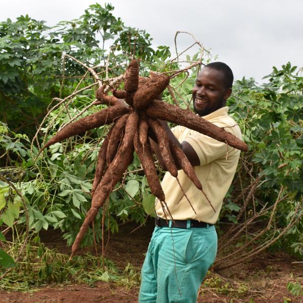 Man harvests cassava from field