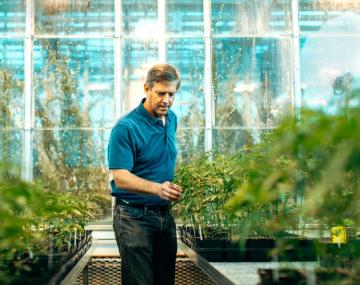 站立在一个温室审查的植物的一个人