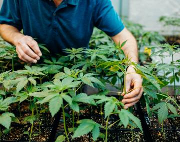 检查小型工业大麻工厂