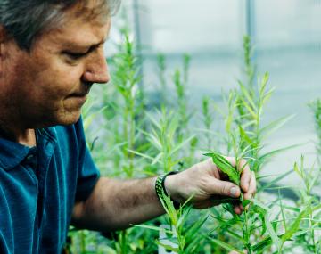 植物饲养员和柳树专家Larry Smart检查柳树幼苗温室。