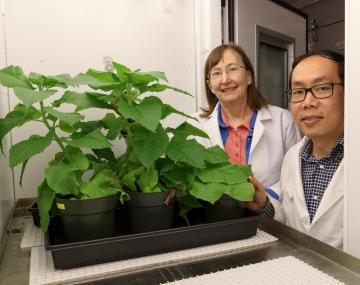 男人和妇女实验室外套有植物的